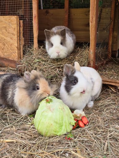 Bambi, Blume, Klopfer